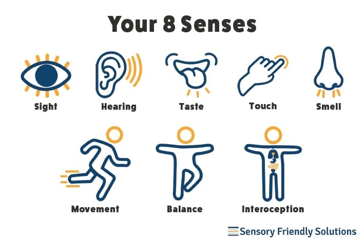 touch the five sensory systems